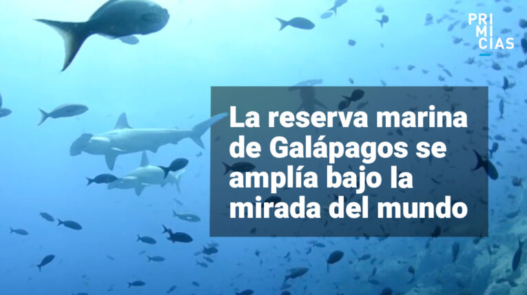 Galápagos, la reserva marina se amplía bajo el foco mundial