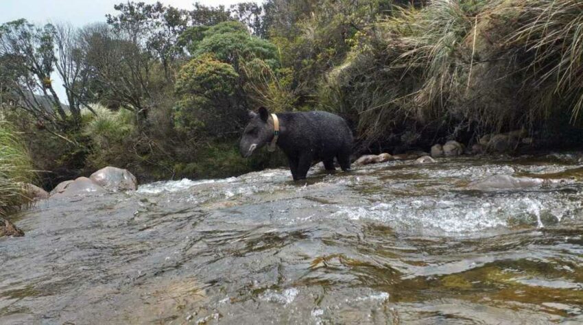 Tapir con un collar satelital en el parque Llanganates.
