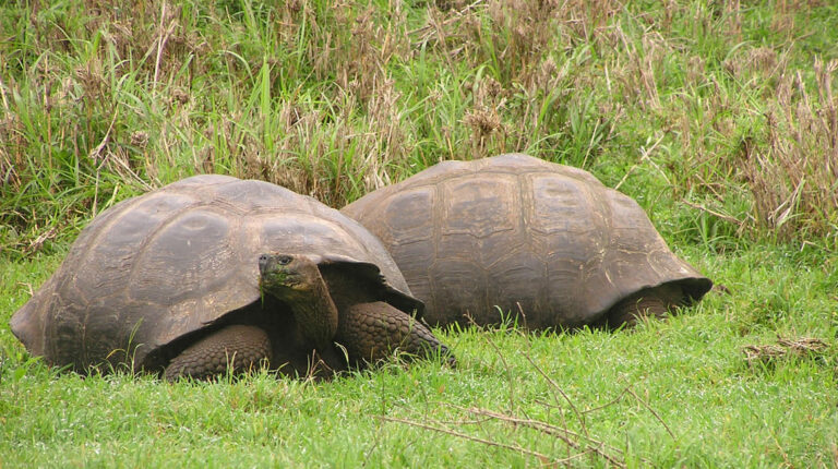 Estudio descubre el secreto de la longevidad de las tortugas de Galápagos
