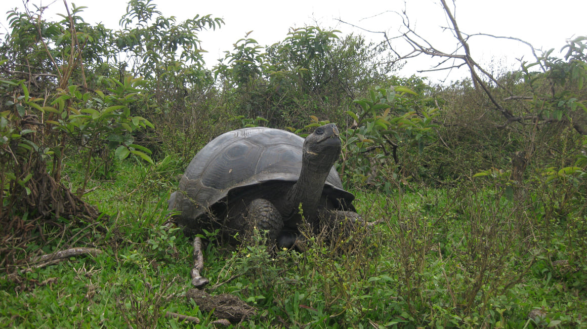 Tortuga gigante del Archipiélago de Galápagos.