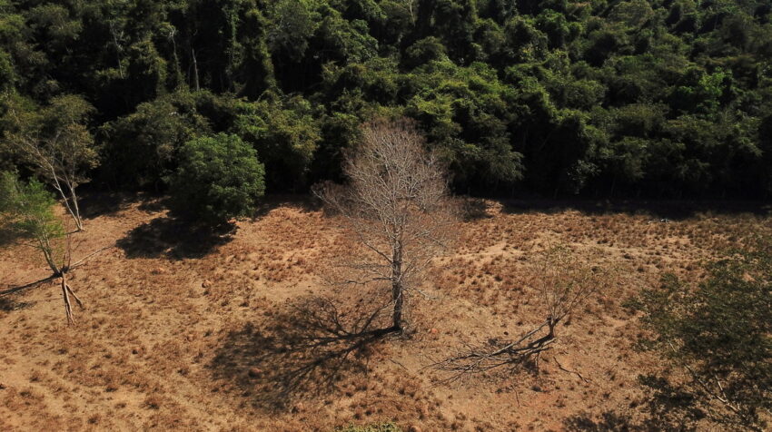 Vista aérea muestra árboles muertos cerca de un bosque en la frontera entre Amazonía y Cerrado en Nova Xavantina, estado de Mato Grosso, Brasil, 28 de julio de 2021.
