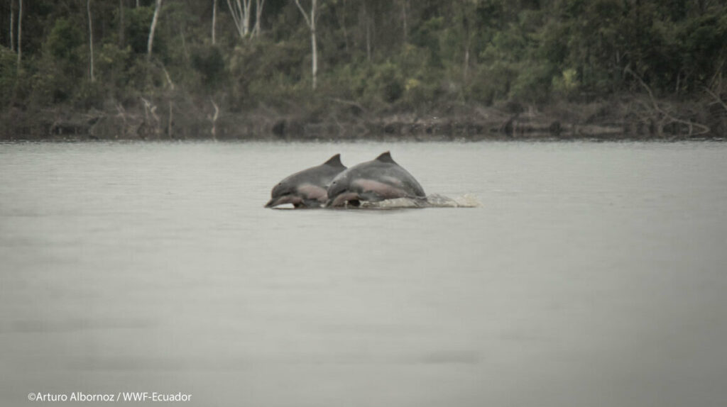 Expedición en la Amazonía identifica 76 delfines rosados