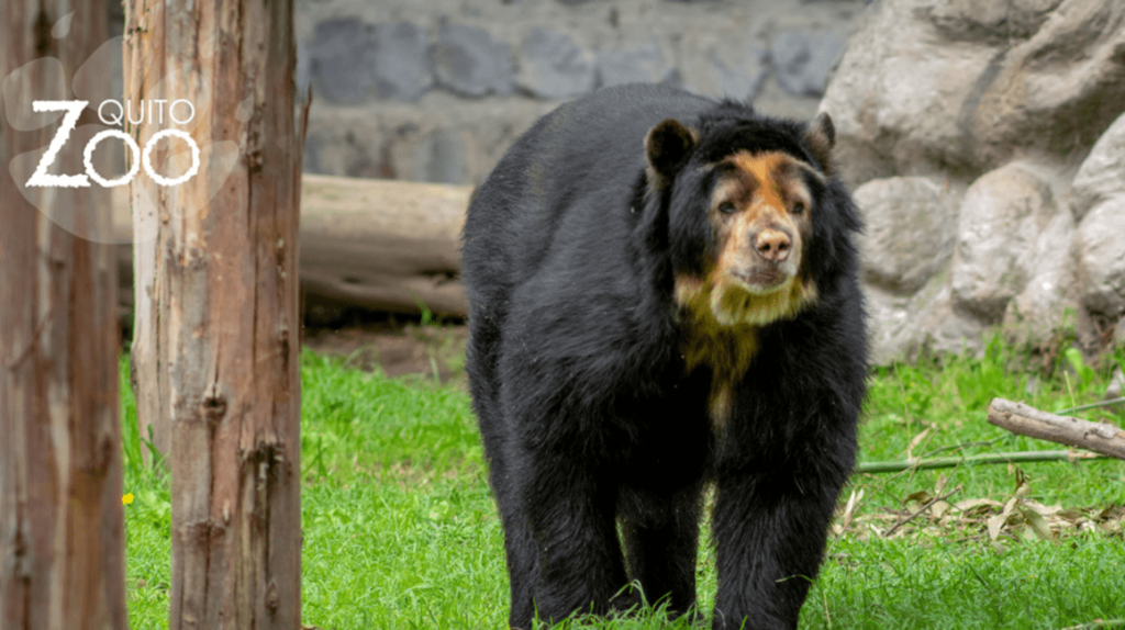 ‘Pablo’, el oso de anteojos del Zoo de Quito, falleció a los 27 años