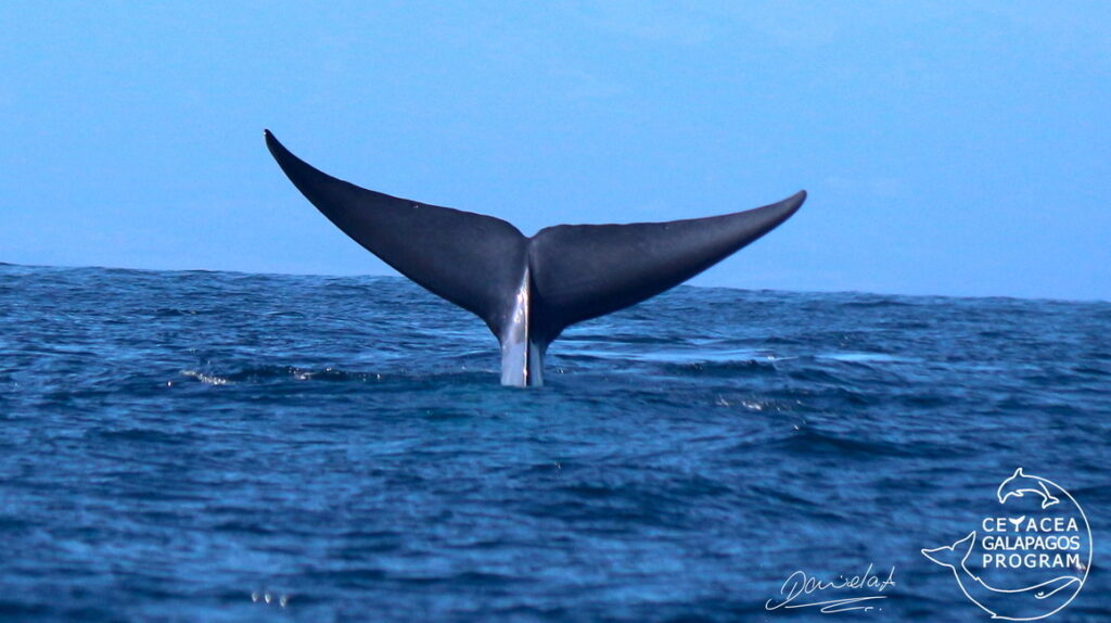 Galápagos: científicos monitorean 10 ballenas azules en su estado natural
