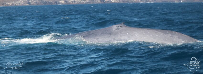 Ballena azul por salir a la superficie del océano en Galápagos.