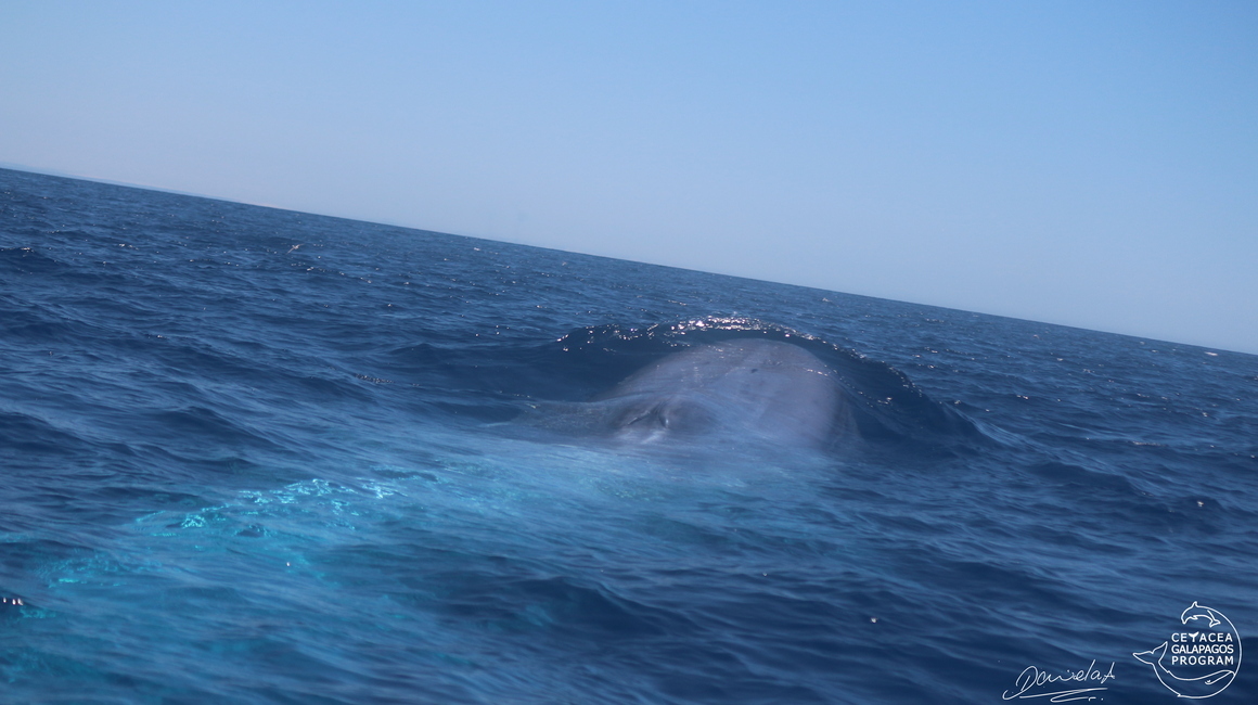 Ballena azul por salir a la superficie del océano en Galápagos.