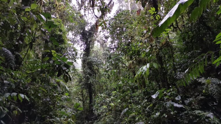 Científicos son una suerte de'guardianes' del Chocó Andino ecuatoriano