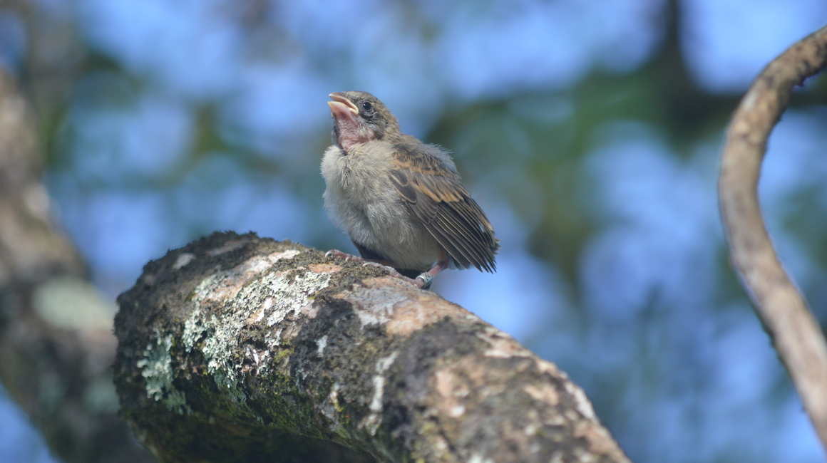 Pinzón de Darwin marcado en su pata, en un árbol de la Isla Fernandina en las Galápagos.