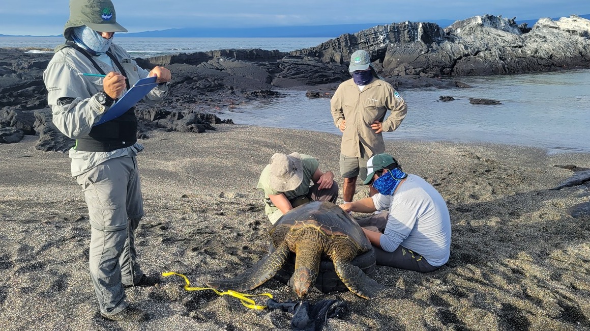 Personal del Parque Nacional Galápagos marcando una tortuga marina.
