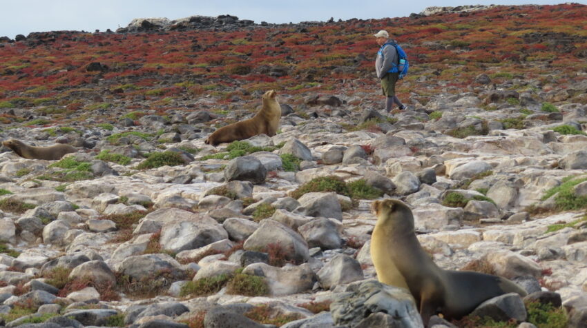 Personal del Parque Nacional Galápagos durante la expedición de monitoreo de especies.