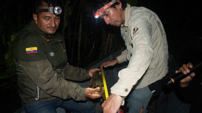 Equipo técnico mide un caimán en el Parque Nacional Yasuní.