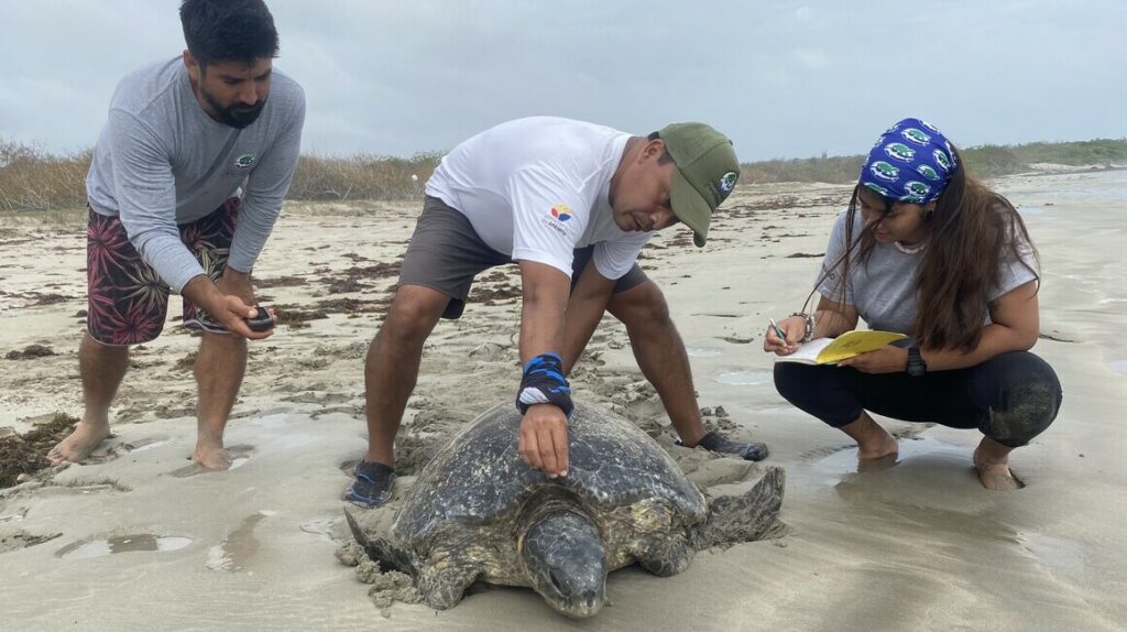 Voluntarios protegen los nidos de las tortugas marinas de Galápagos