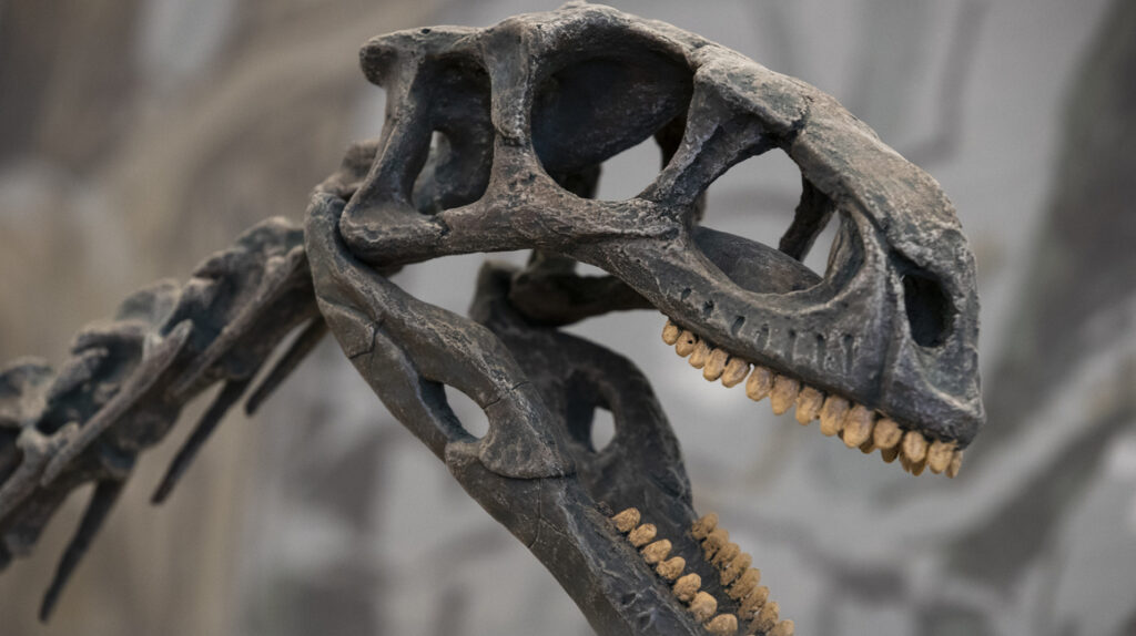 Chilesaurus, el dinosaurio que un niño descubrió en la Patagonia