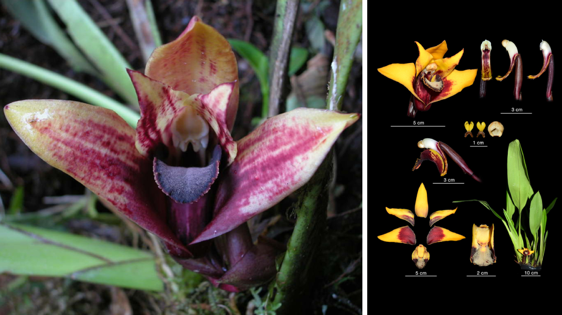 Nueva orquídea, maxillaria anacatalina-portillae, descubierta en Carchi-Ecuador.