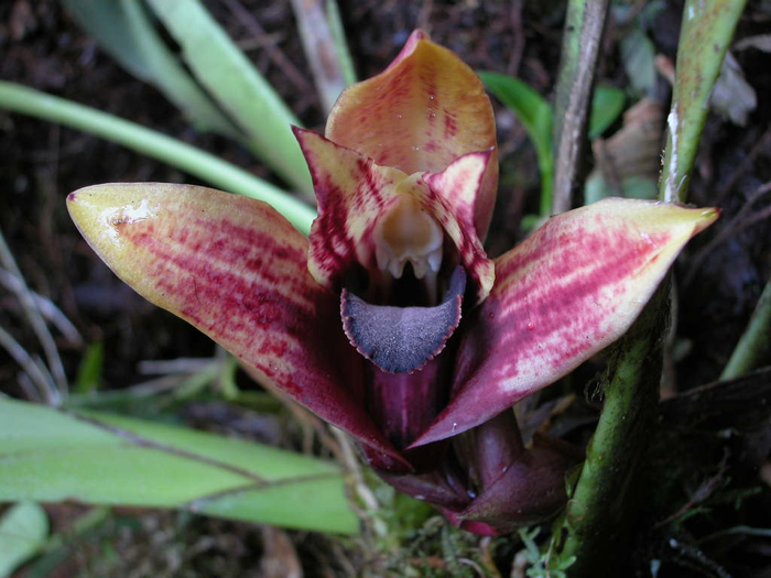 Especie de orquídea Maxillaria anacatalina-portillae.