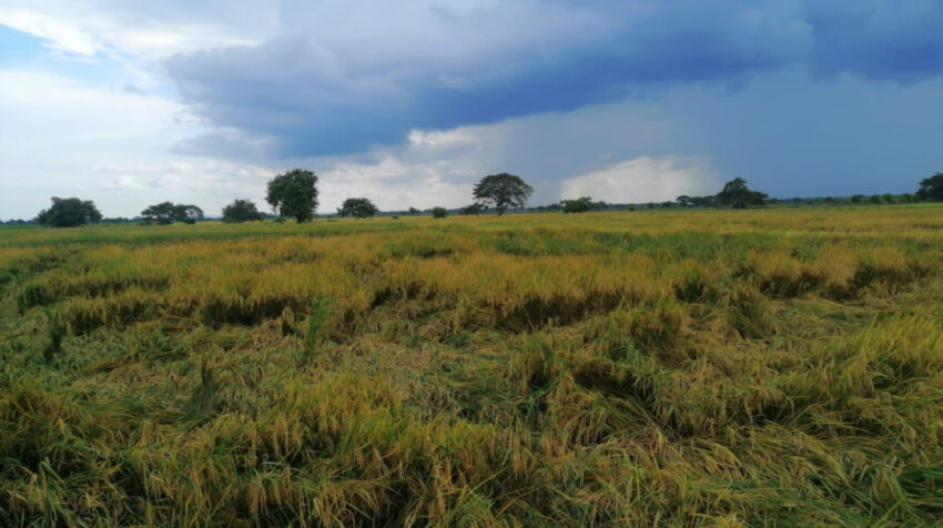 Imagen de febrero de 2022, de cultivos de arroz perdidos en la zona de Santa Lucía, provincia del Guayas.
