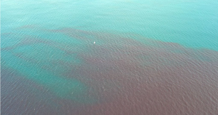 Marea roja es un fenómeno natural que se presenta en la costa de Manta, 7 de marzo de 2022.