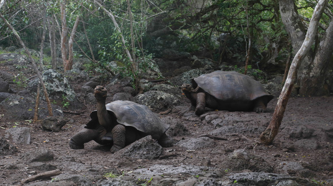 Tortugas gigantes de San Cristóbal, Galápagos.