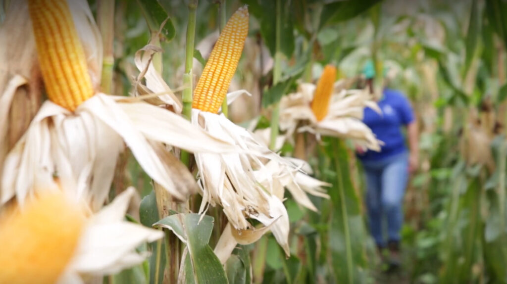 58 mujeres de Tosagua se asocian para cultivar maíz y dar empleo