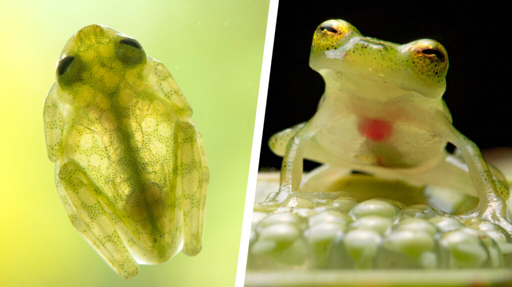 Las dos nuevas ranas de cristal de Ecuador ‘muestran’ su corazón