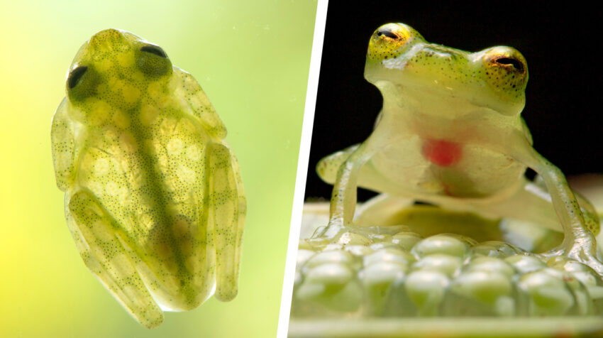 Dos nuevas especies de ranas de cristal de Ecuador: Hyalinobatrachium mashpi y la Hyalinobatrachium nouns. 