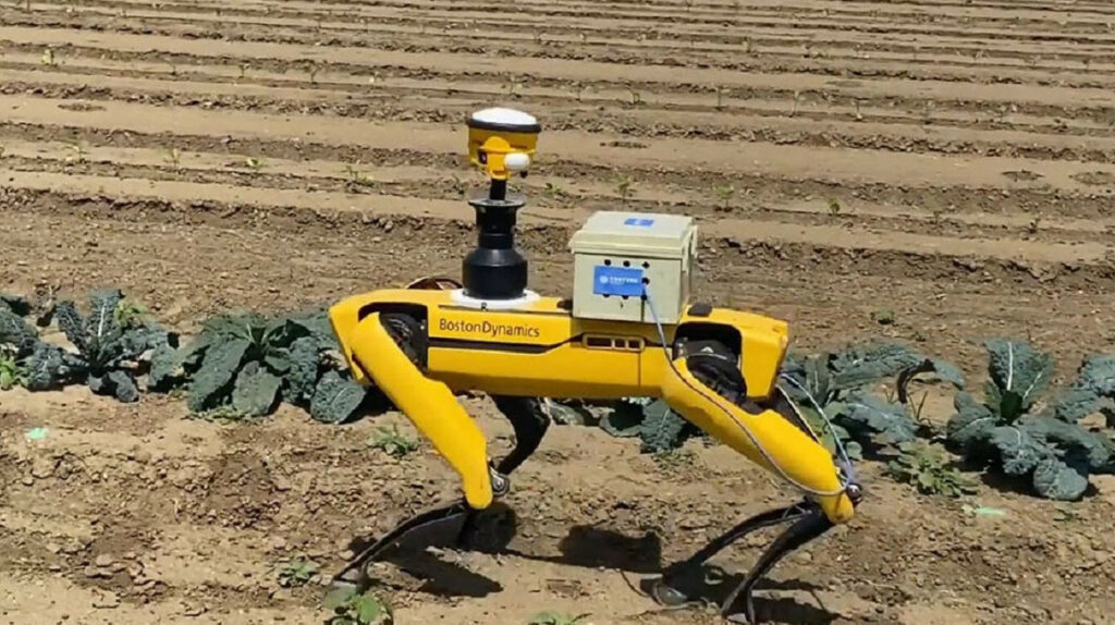 Un robot de ‘cuatro patas’ ayudará en la exploración de Pompeya