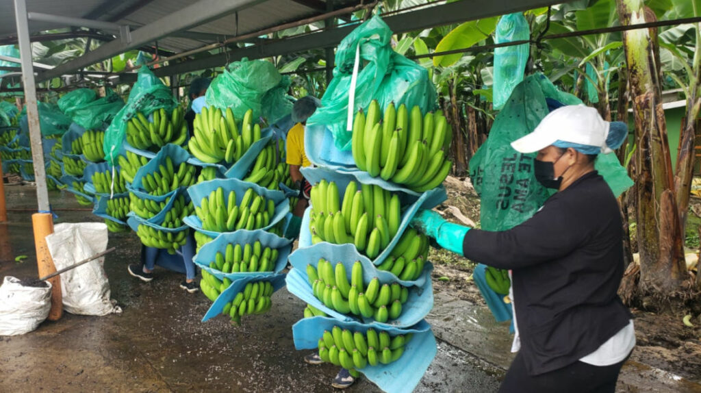 Volumen de banano ecuatoriano exportado a Rusia cae 40% en marzo