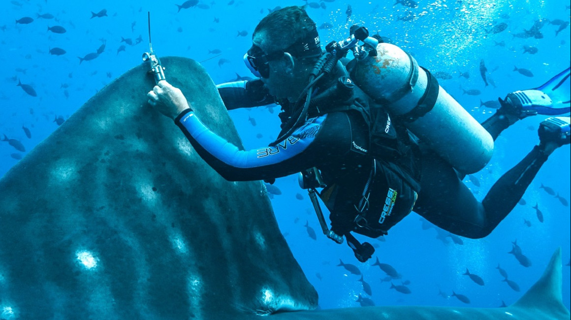 Un buzo especializado coloca un dispositivo de rastreo de un tiburón ballena de Galápagos.