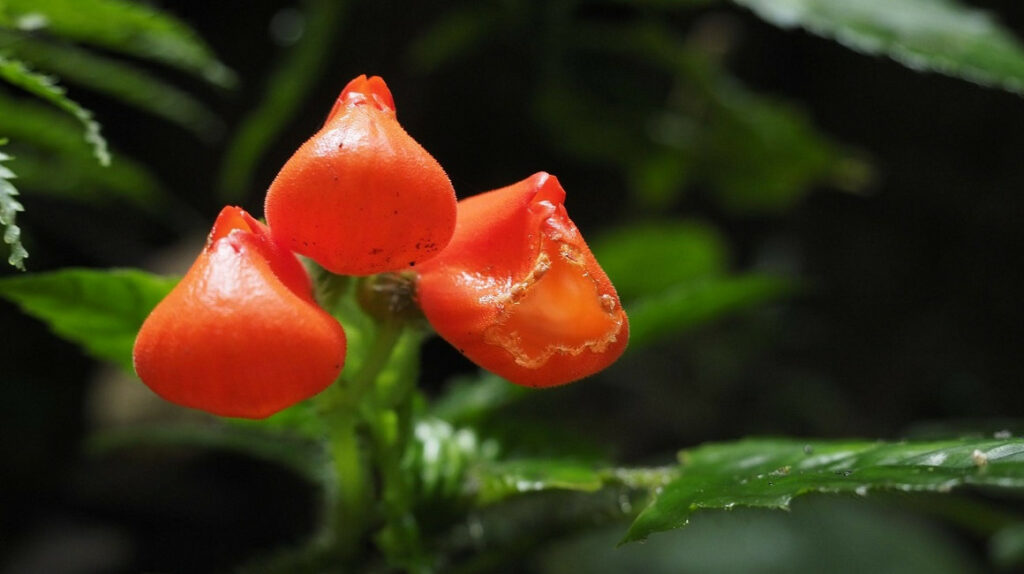 ‘Gasteranthus extinctus’, una flor que se creía extinta reaparece en Ecuador