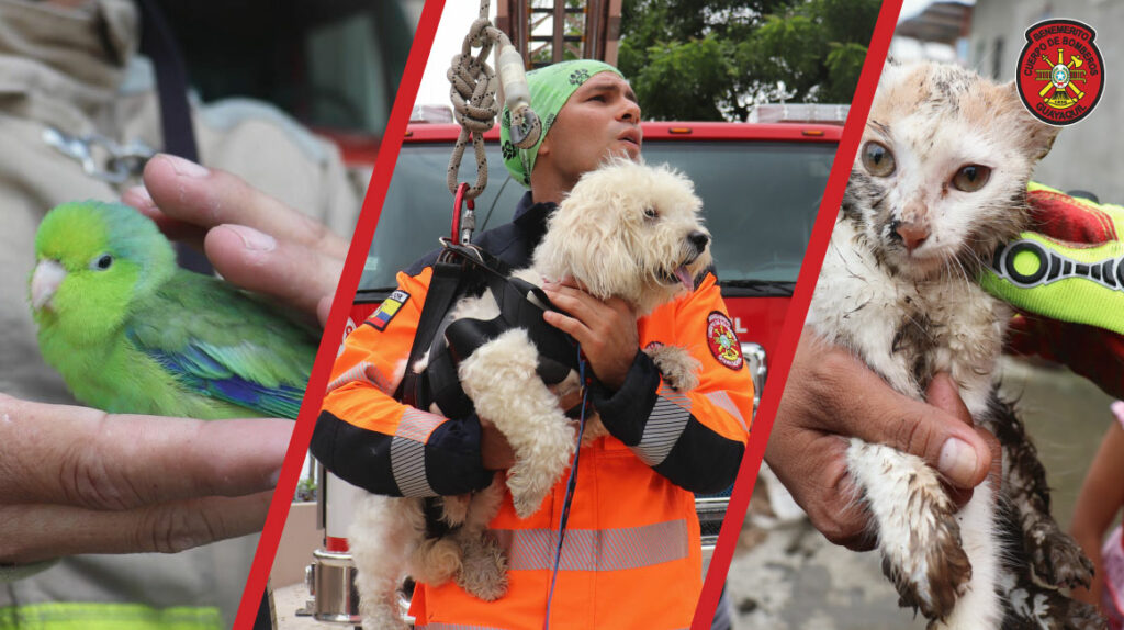 Guayaquil cuenta con un servicio de rescate especializado para animales en peligro