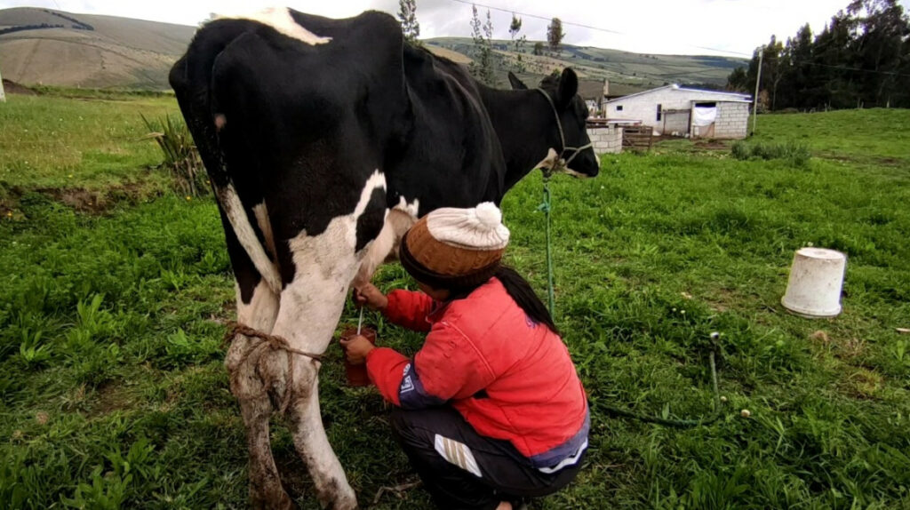 Productores de Cotopaxi, en alerta por abigeato y bajos precios de la leche