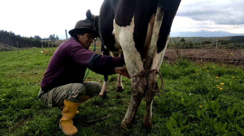 Los productores de leche piden resguardo para evitar el robo de su ganado, en Cotopaxi.