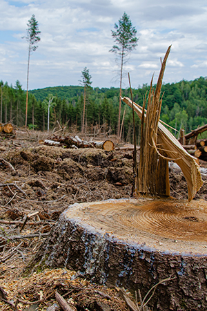 ¿Por qué es importante la reforestación?