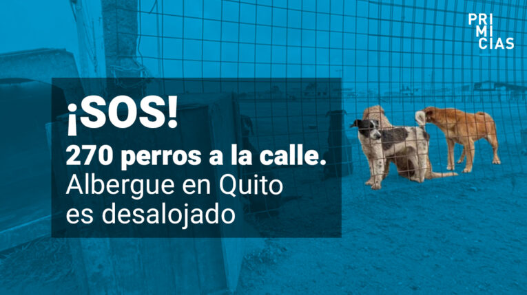 Refugio es desalojado y casi 300 perros quedan en las calles en Quito