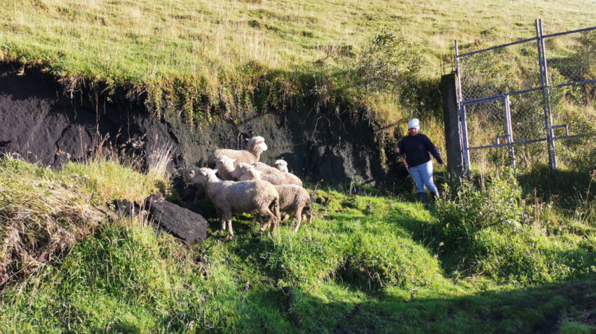 Clara Roldán pastorea su ovejas, el 7 de junio de 2022 en el barrio Manuelita Saenz.