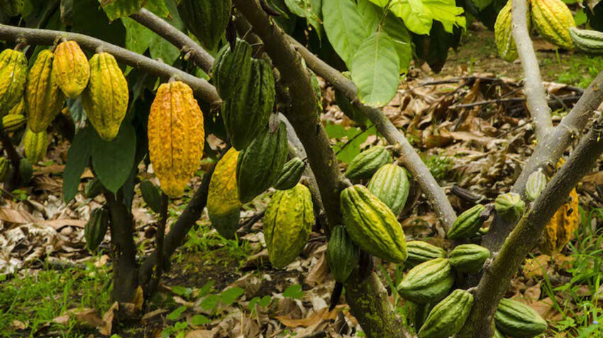 Una plantación de cacao de alta calidad en la Hacienda Victoria de Ecuador.
