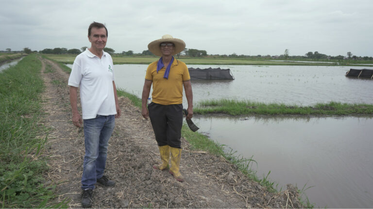 Azolla, el helecho acuático que puede fertilizar los sembríos de arroz