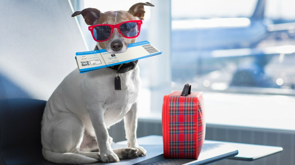 Mascotas viajeras: perros y gatos se toman vacaciones en este verano