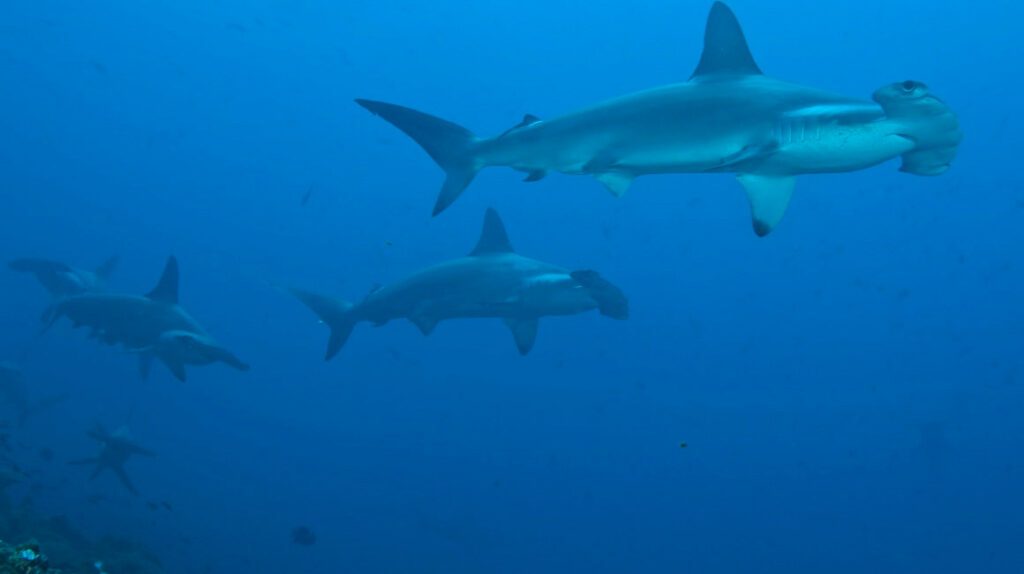 Ministro de Ambiente niega que flota extranjera capture especies en Galápagos
