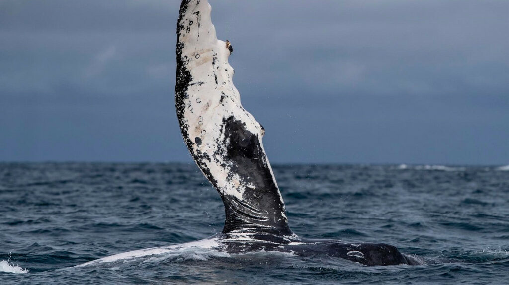 Alrededor de 10.000 ballenas llegan a aguas ecuatoriales tras un mes de viaje