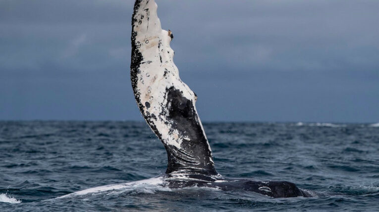 Una ballena jorobada es vista en las costas cercanas a la ciudad de Atacames, Esmeraldas, el 30 de julio de 2022. 