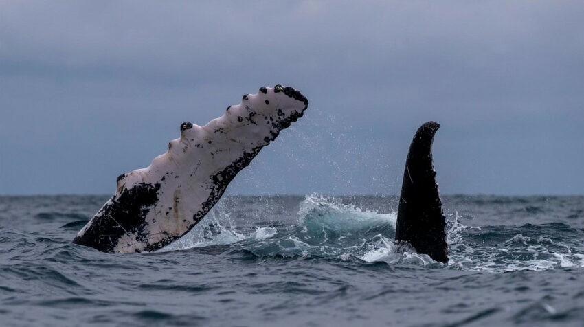 Aletas de ballenas jorobadas se observan en Esmeraldas, el 30 de julio de 2022. 