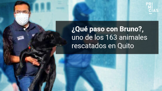 Bruno, perro rescatado, víctima de maltrato animal