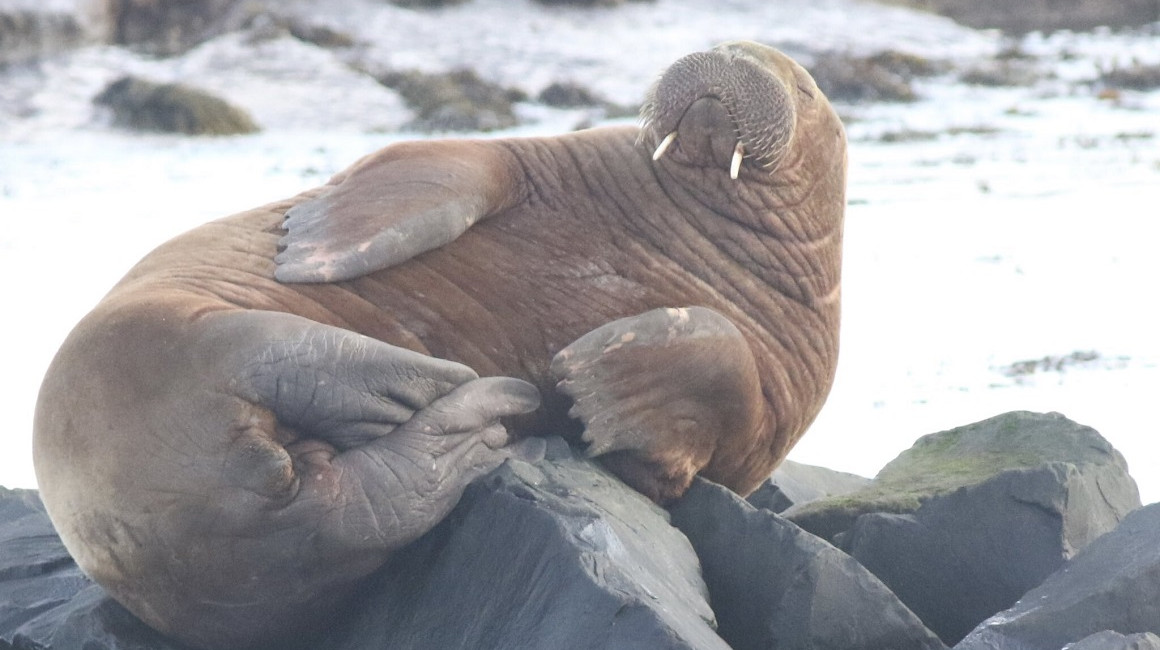 Freya, la morsa que murió por el 'ecoturismo' descontrolado