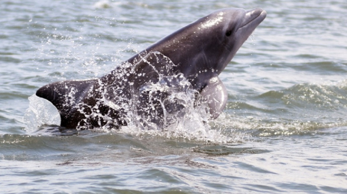 Un ejemplar de un delfín nariz de botella en El Morro, Guayas. 