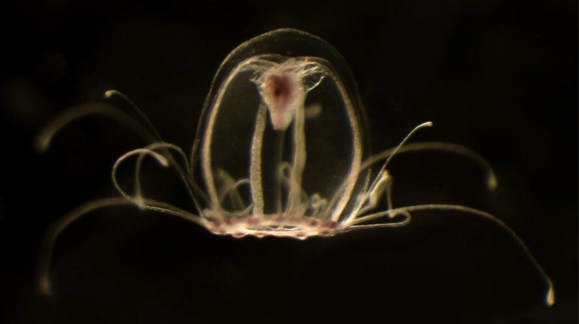 Vista de la medusa Turritopsis dhornii, a través de un microscopio. 