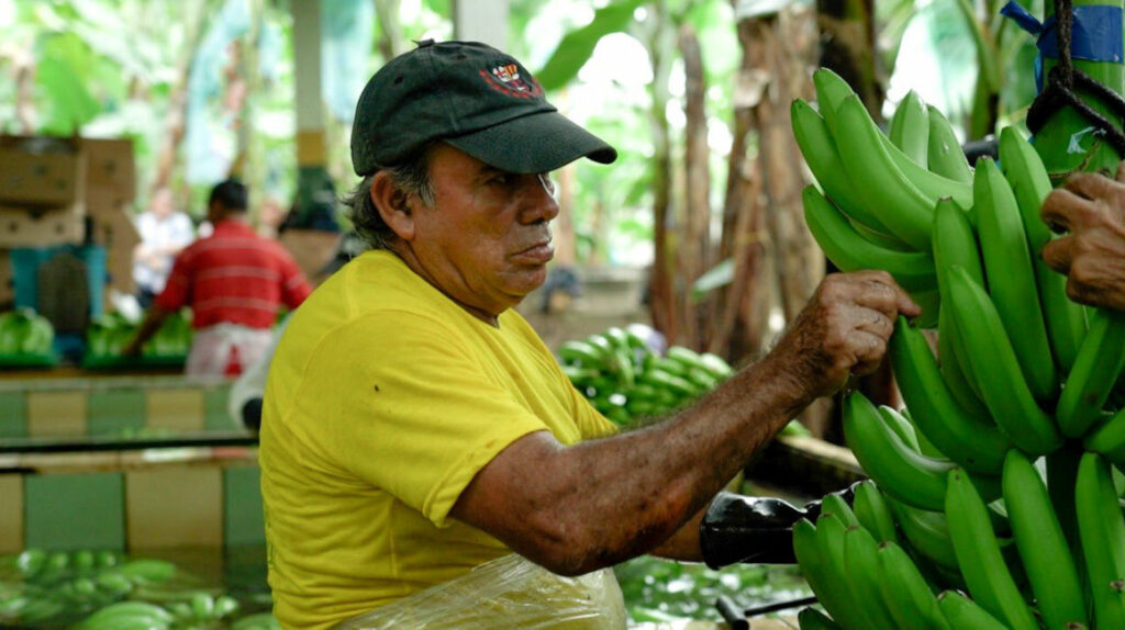 El banano ecuatoriano recupera el mercado ruso