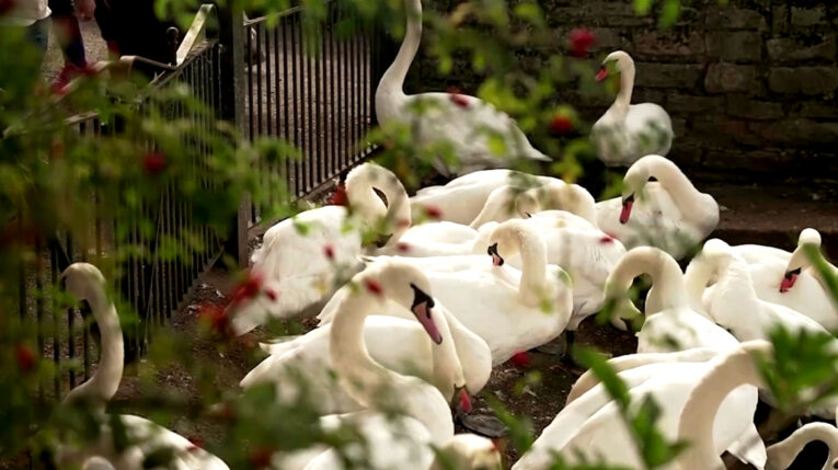 Miles de cisnes son parte de la herencia que recibió el rey Carlos III