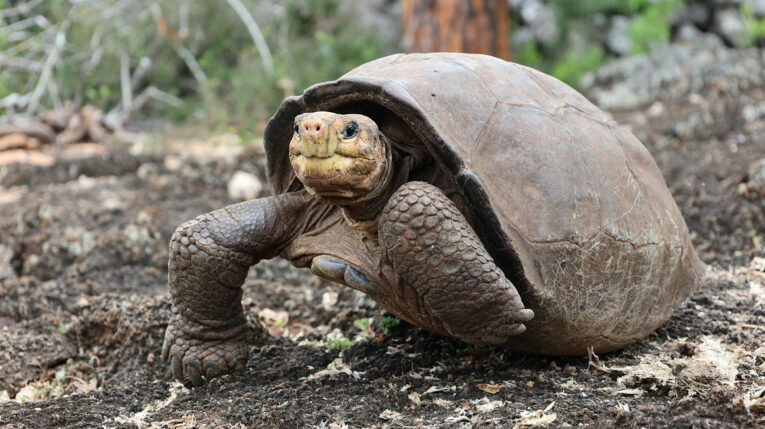 Fotografía cedida por Galapagos Conservancy que muestra a la tortuga Fernanda, el 16 de septiembre de 2022. 