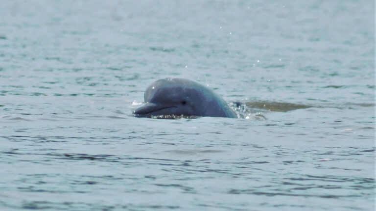 Delfines de río en peligro crítico en Ecuador